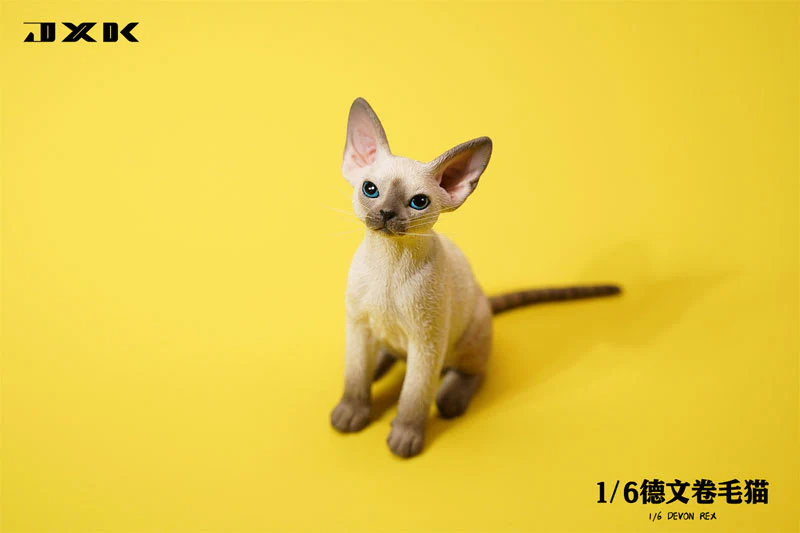 1/6 Devon Rex A5 - Image 4